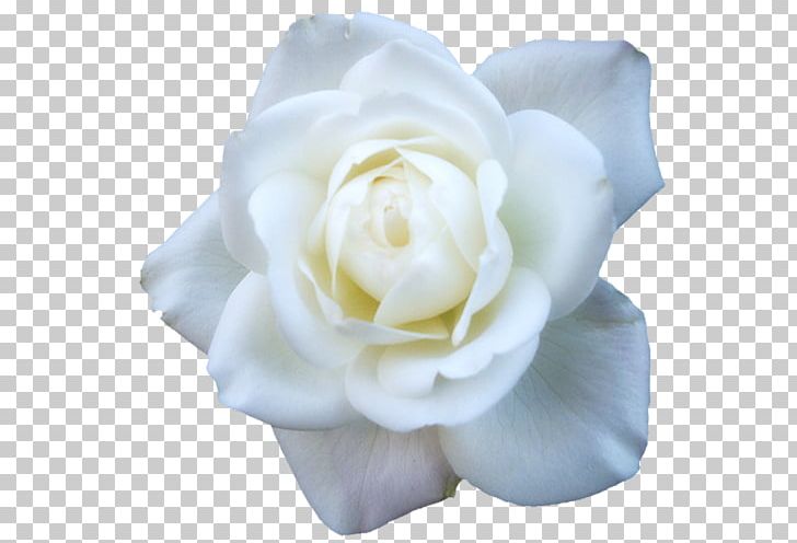 Garden Roses Cabbage Rose Floribunda White PNG, Clipart, Color, Cut Flowers, Floribunda, Flower, Flowering Plant Free PNG Download