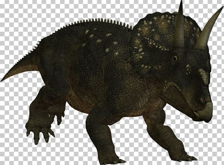 Triceratops Nedoceratops Ceratopsia Photography Dinosaur PNG, Clipart, 3d Computer Graphics, Ceratopsia, Ceratopsidae, Cretaceous, Dinosaur Free PNG Download