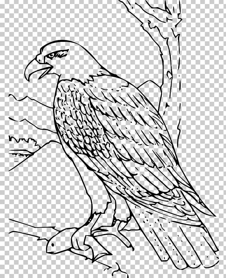 Bald Eagle Bird Coloring Book Golden Eagle PNG, Clipart, Adult, Area, Art, Bald Eagle, Beak Free PNG Download