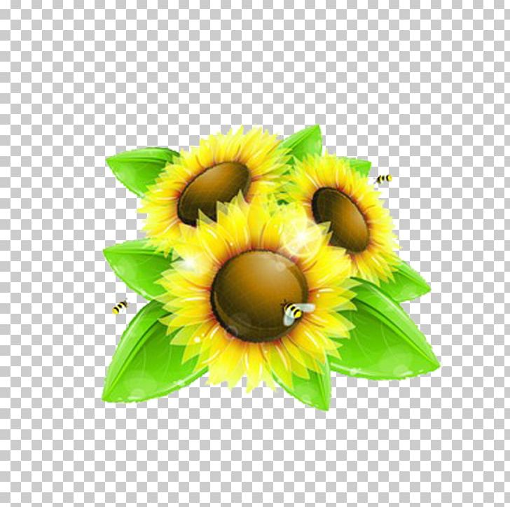 Common Sunflower Bee PNG, Clipart, Beautiful Flowers, Flower, Flowering Plant, Flowers, Fruit Free PNG Download