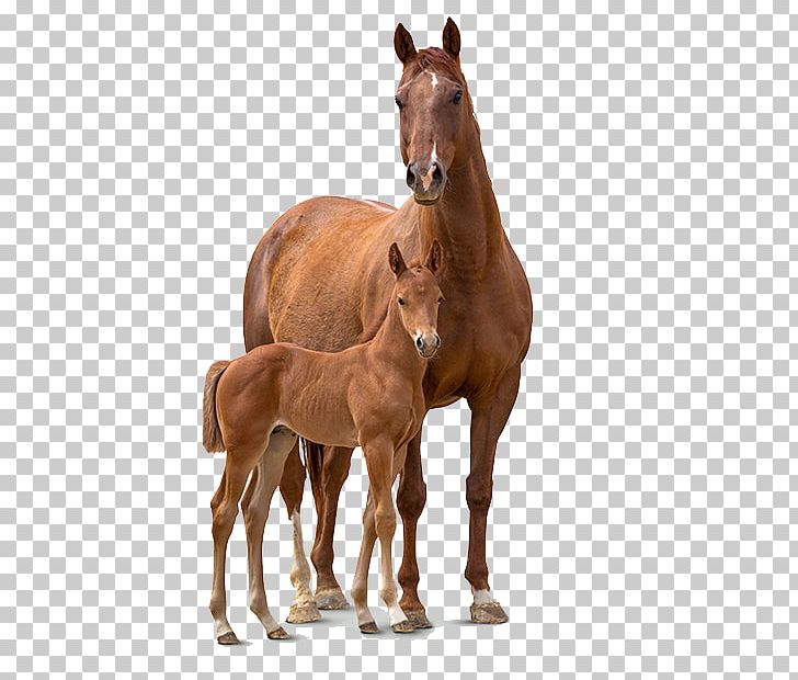 Foal Colt Mare Stallion Mustang PNG, Clipart, Colt, Dog Food, Dog Toys, Edge, Foal Free PNG Download