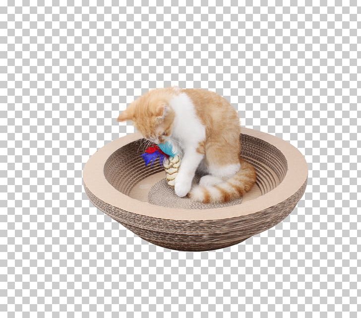 Kitten Cat Tree Whiskers PNG, Clipart, Animal, Animals, Black Cat, Bowl, Bowling Free PNG Download