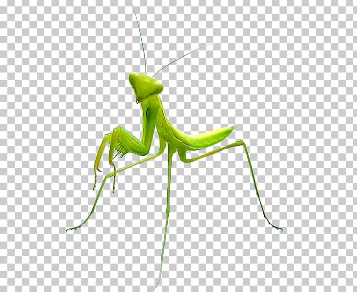 Mantis Insect Vlucht PNG, Clipart, Arthropod, Cricket, Cricket Like Insect, Desktop Wallpaper, Disease Free PNG Download