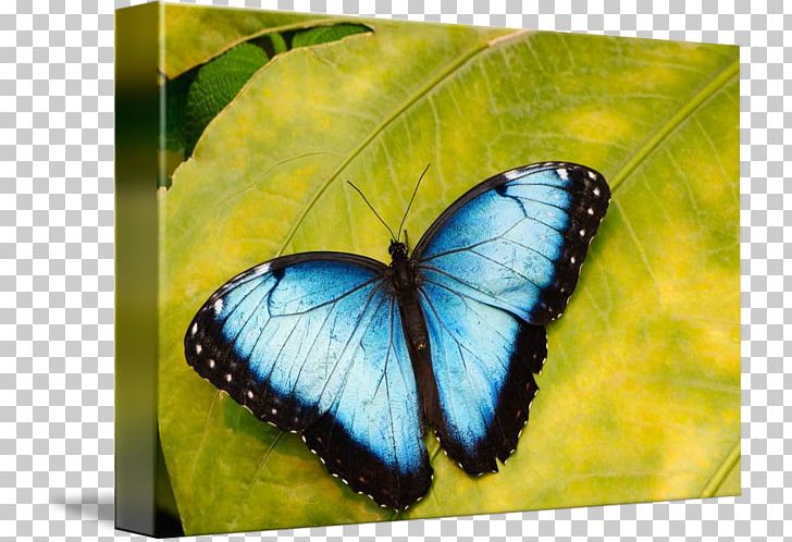 Monarch Butterfly Morpho Peleides Morpho Menelaus Photography PNG, Clipart, Arthropod, Brush Footed Butterfly, Getty Images, Glossy Butterflys, Insect Free PNG Download