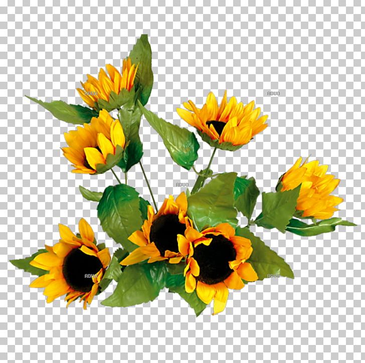 Common Sunflower Yellow Floral Design Autumn PNG, Clipart, Annual Plant, Autumn, Calendula, Common Sunflower, Cut Flowers Free PNG Download