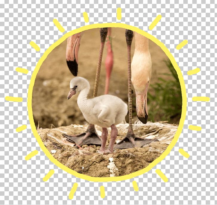 Crane Bird Beak PNG, Clipart, Beak, Bird, Crane, Crane Like Bird, Fauna Free PNG Download