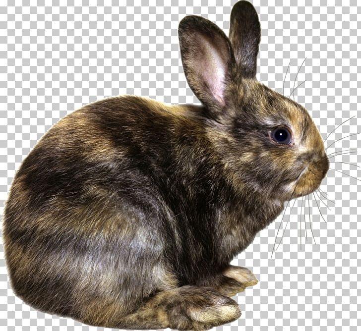 Easter Bunny Hare Domestic Rabbit European Rabbit PNG, Clipart, Animal, Animals, Domestic Rabbit, Easter, Easter Bunny Free PNG Download