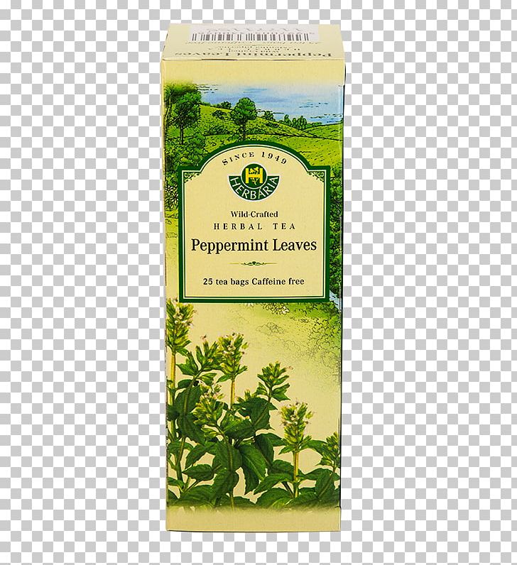Green Tea Herb Tea Bag Pickwick PNG, Clipart, Coffee, Food, Fruit, Grass, Green Tea Free PNG Download