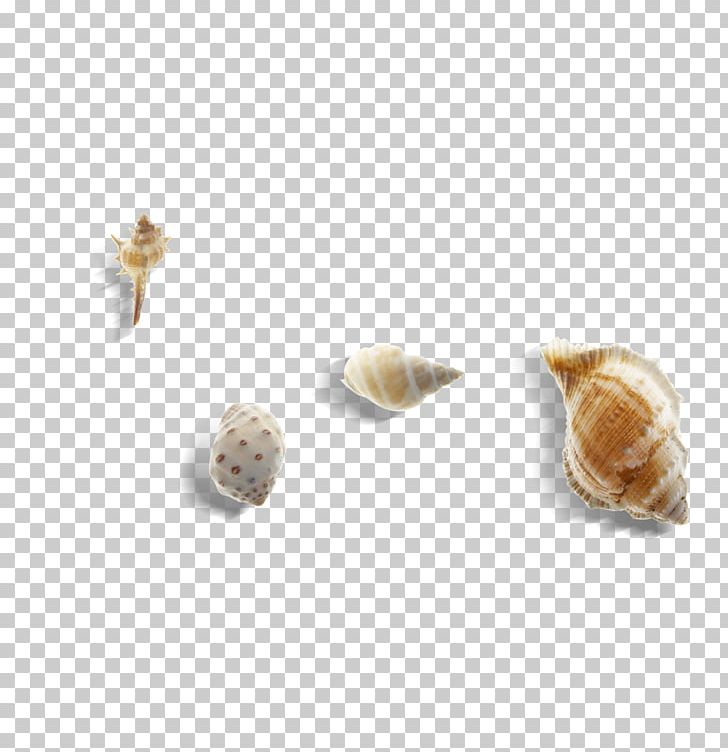 Sea Snail Conch Seashell PNG, Clipart, Cartoon Conch, Conch, Conchology, Conchs, Conch Shell Free PNG Download