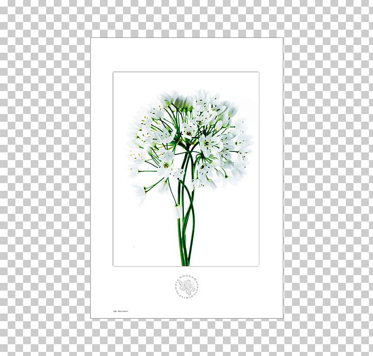 Medicinal Plants Pianta Officinale Botany Garlic PNG, Clipart, Allium, Botany, Bulb, Cut Flowers, Flora Free PNG Download