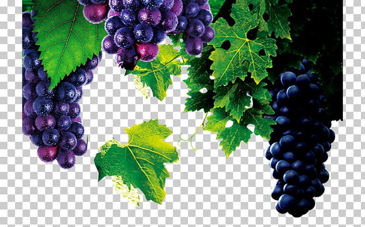 Red Wine Common Grape Vine Barrel French Wine PNG, Clipart, Black Grapes, Bottle, Flowering Plant, Food, Fruit Free PNG Download