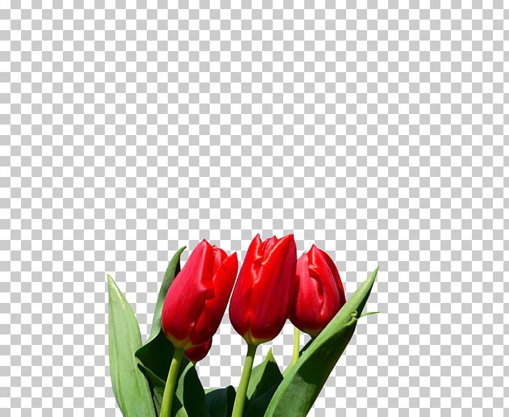 Tulip Flower Bulb Blossom Lilium PNG, Clipart, Autumn, Blossom, Bud, Bulb, Cut Flowers Free PNG Download