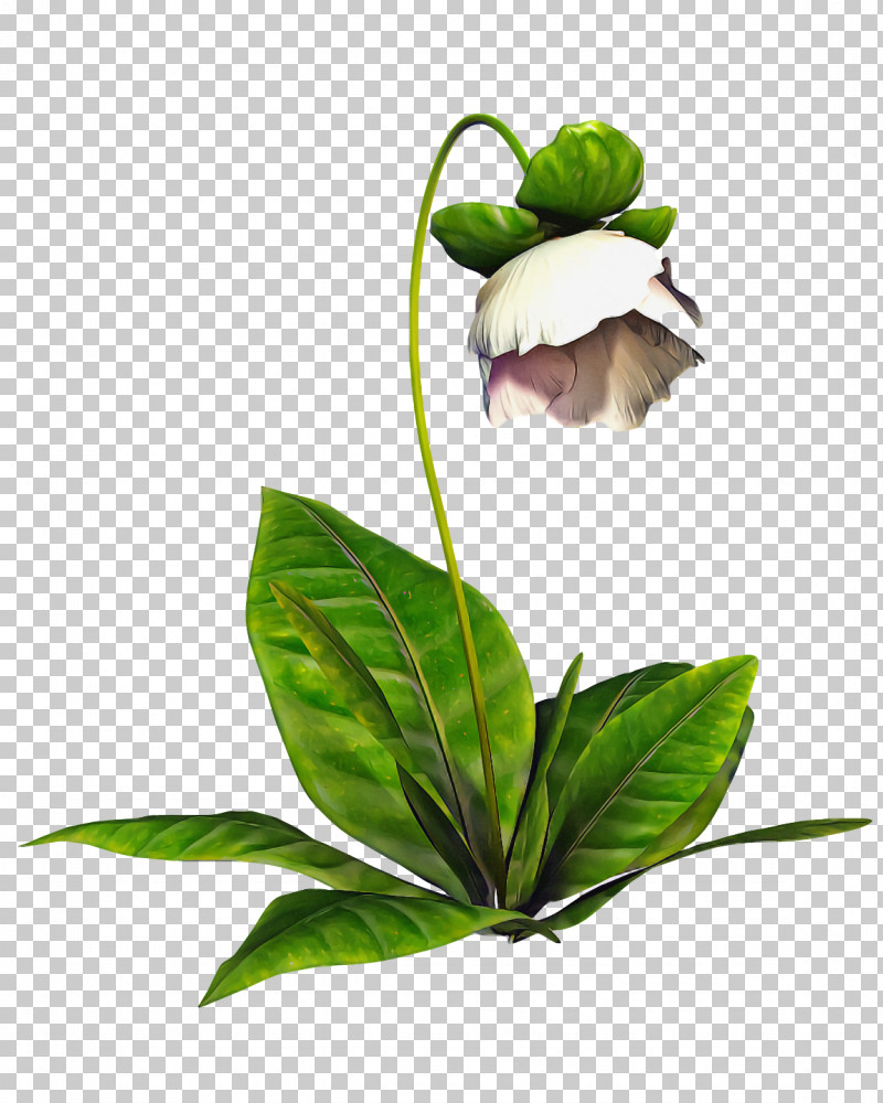Spring Flower Spring Floral Flowers PNG, Clipart, Chinese Peony, Cypripedium, Flower, Flowers, Leaf Free PNG Download