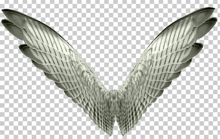 Bird Wing PNG, Clipart, Angel Wing, Animals, Bird, Black And White, Digital Image Free PNG Download