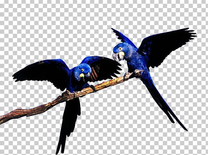 Blue-throated Macaw Blue-and-yellow Macaw Bird Great Green Macaw PNG, Clipart,  Free PNG Download