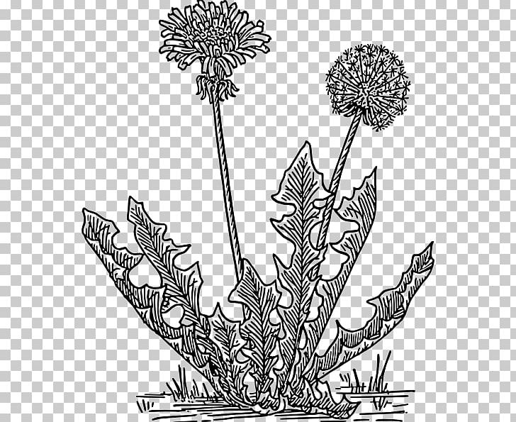 Drawing PNG, Clipart, Artwork, Black And White, Branch, Computer Icons, Dandelion Free PNG Download