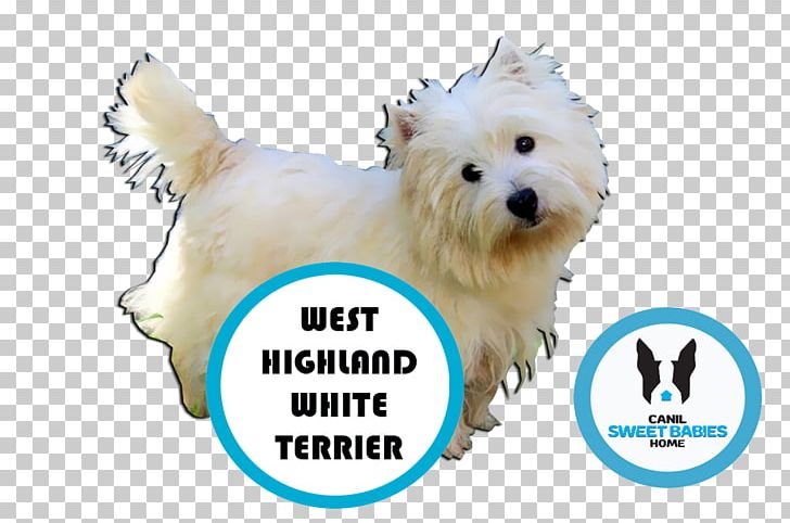 West Highland White Terrier Maltese Dog Boston Terrier Bulldog Puppy PNG, Clipart, American Bully, Animals, Boston Terrier, Breed, Bulldog Free PNG Download