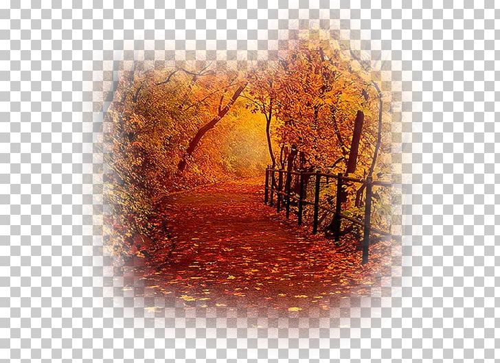 Autumn Leaf Color Tree Orange Landscape PNG, Clipart, Autumn, Autumn Forest, Autumn Leaf Color, Color, Computer Wallpaper Free PNG Download
