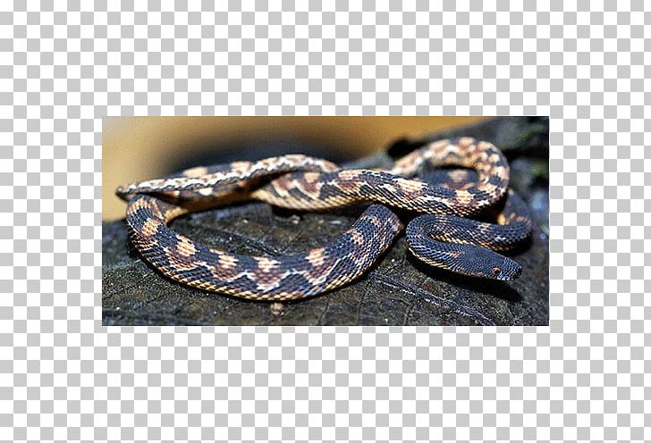 Boa Constrictor Rattlesnake Kingsnakes PNG, Clipart, Animals, Boa Constrictor, Boas, Check List, C J Free PNG Download