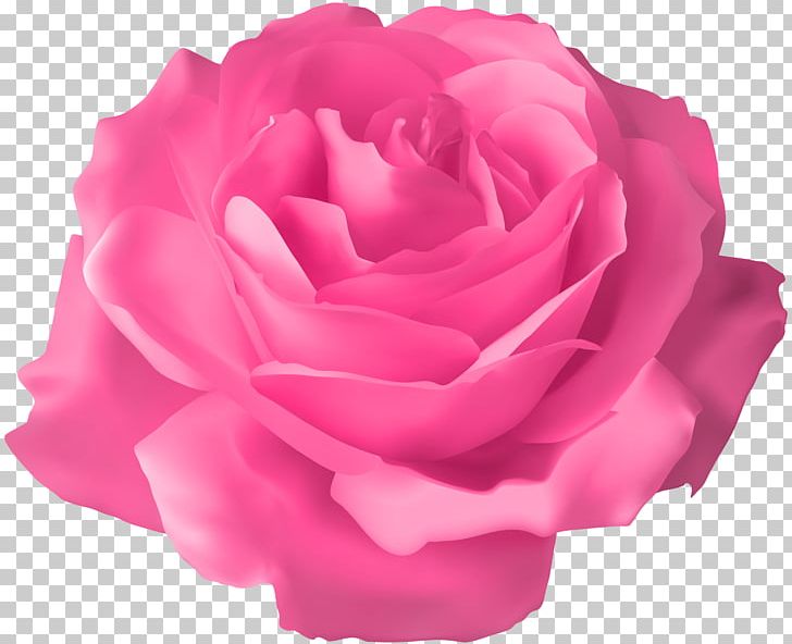 Pink Rose Transparent PNG, Clipart, Blue Rose, Centifolia Roses, China Rose, Clipart, Clip Art Free PNG Download
