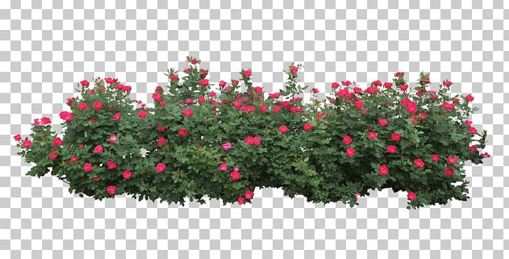 Shrub PNG, Clipart, Branch, Cartoon, Dwarf, Encapsulated Postscript, Flora Free PNG Download