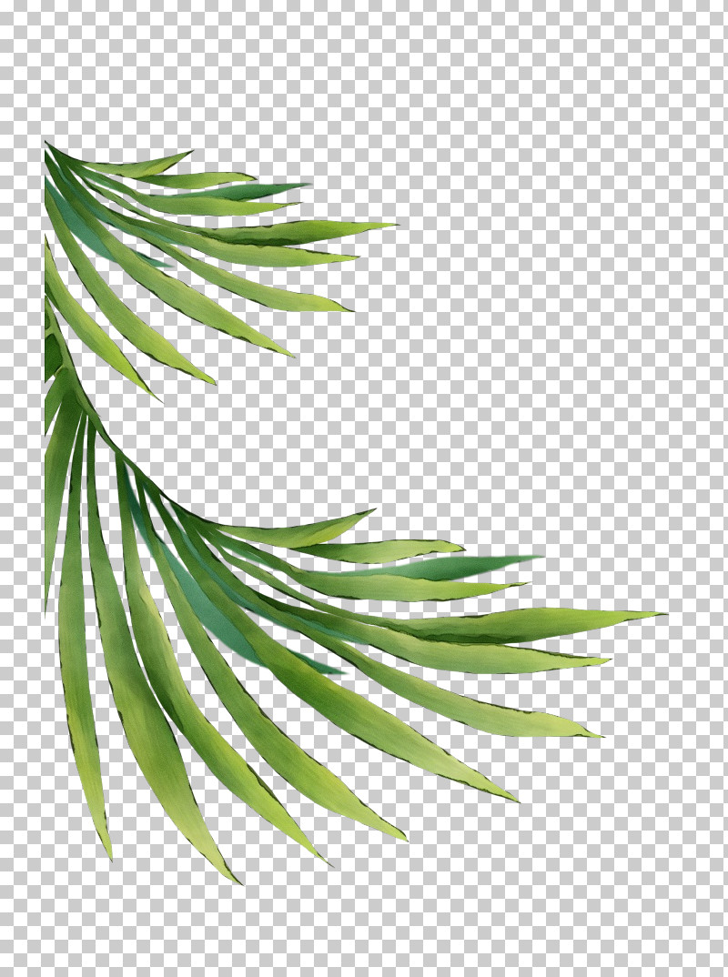 White Pine Tree Leaf Plant Oregon Pine PNG, Clipart, American Larch, Branch, Colorado Spruce, Conifer, Cypress Family Free PNG Download