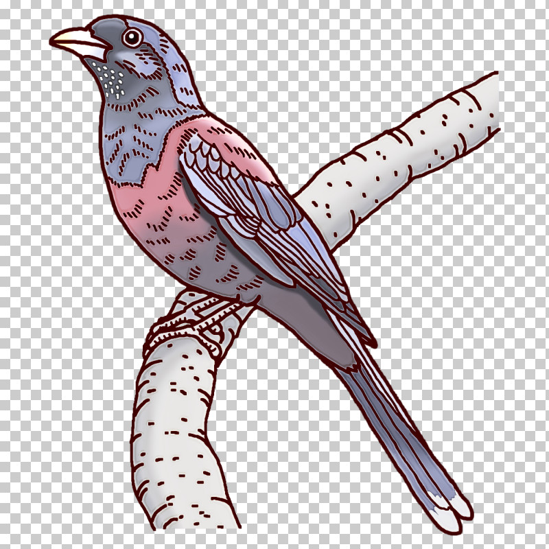 Feather PNG, Clipart, Beak, Bird Of Prey, Birds, Cartoon, Cuckoos Free PNG Download