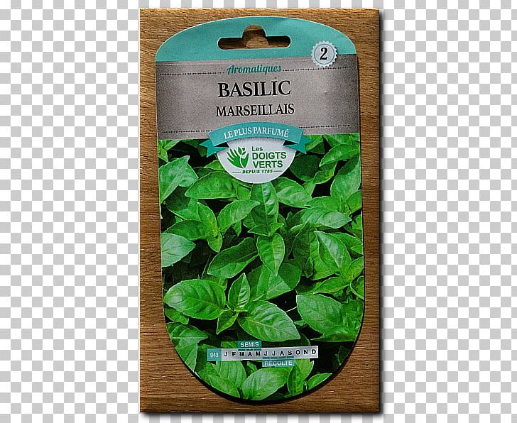 Bulb Basil Leaf Pianta Aromatica Blomstring PNG, Clipart, Basil, Basilic, Bulb, Distance, Fennel Free PNG Download