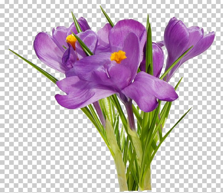 First Spring Flowers PNG, Clipart, Blog, Cigdem, Computer Icons, Computer Software, Crocus Free PNG Download