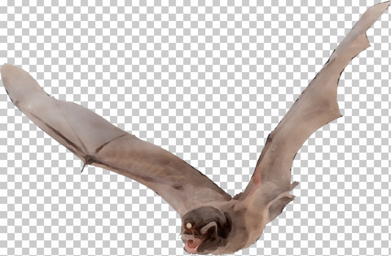 Microbat Bat Flight Megabat Vampire Bat Common Vampire Bat PNG, Clipart, Bat, Bat Flight, Bat Wing Development, Bird Flight, Common Bentwing Bat Free PNG Download