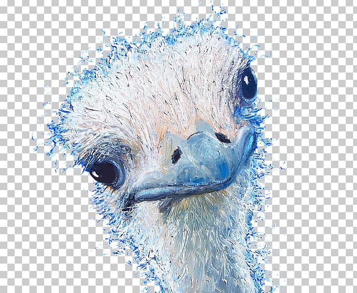 Beak Flightless Bird Ratite Feather PNG, Clipart, Beak, Bird, Closeup, Closeup, Emu Free PNG Download