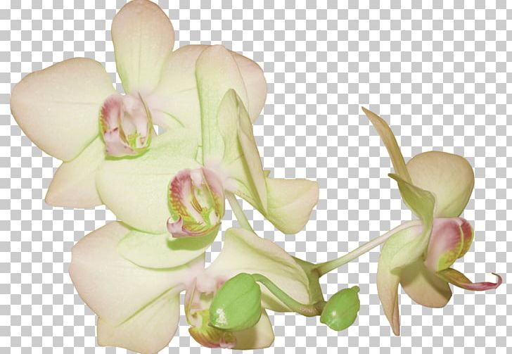 Cut Flowers Easter PNG, Clipart, Blog, Bud, Cut Flowers, Dendrobium, Easter Free PNG Download