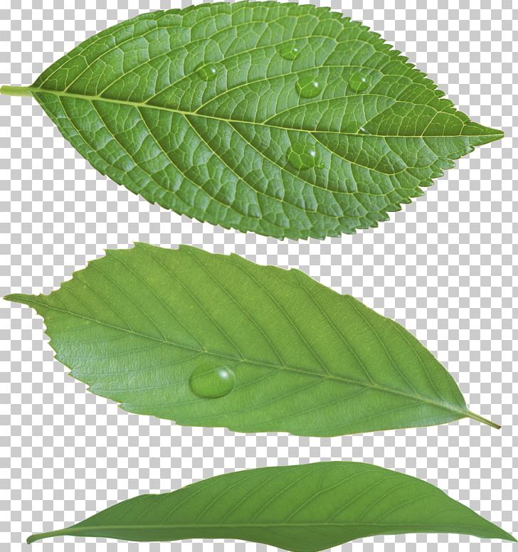 Leaf Green PNG, Clipart, Clipping Path, Free, Green, Green Green, Green Leaf Free PNG Download