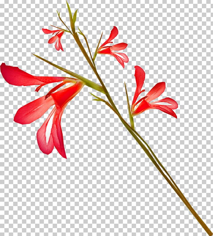 Petal Cut Flowers Gladiolus Floral Design PNG, Clipart, Art, Autumn Flowers, Branch, Bud, Desktop Wallpaper Free PNG Download