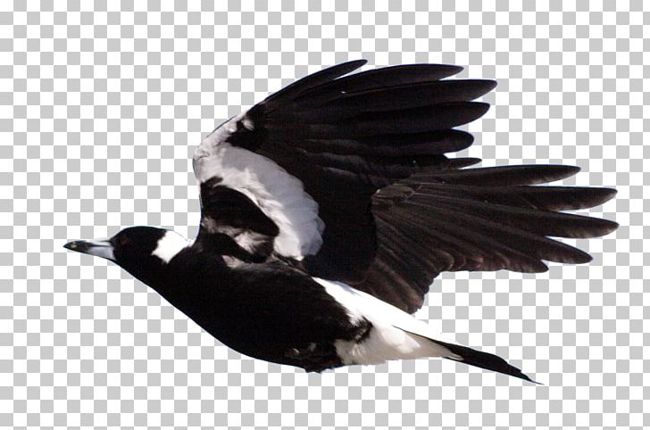 Rockingham Regional Environment Centre Bird Australian Magpie Crow PNG, Clipart, Animals, Australia, Australian Magpie, Beak, Bird Free PNG Download