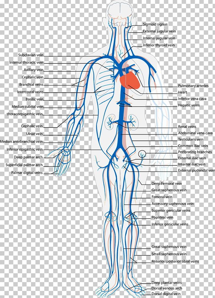 Systemic Venous System Vein Circulatory System Anatomy Human Body PNG