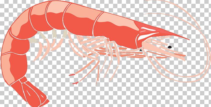 Shrimp PNG, Clipart, Animals, Arm, Cartoon, Cartoon Lobster, Creative Free PNG Download