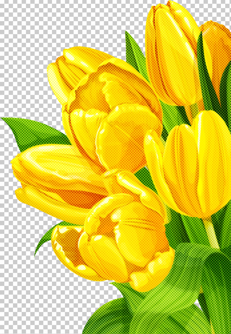 Flower Petal Yellow Plant Cut Flowers PNG, Clipart, Bouquet, Closeup, Crocus, Cut Flowers, Flower Free PNG Download