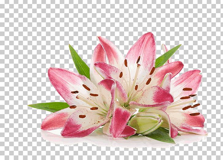 Cut Flowers Photography White Pink PNG, Clipart, Alstroemeriaceae, Cut Flowers, Floral Design, Flower, Flowering Plant Free PNG Download