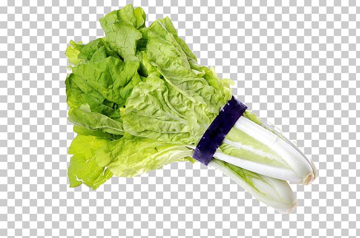 Romaine Lettuce Chinese Cabbage Vegetarian Cuisine PNG, Clipart, Cabbage, Chinese, Chinese Cabbage, Food, Food Energy Free PNG Download