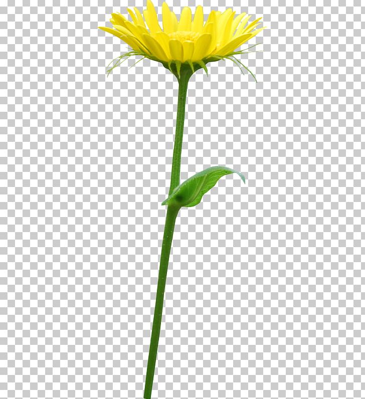 Yellow Orange Flower PNG, Clipart, Chrysanthemum, Computer Icons, Cut Flowers, Daisy Family, Dandelion Free PNG Download