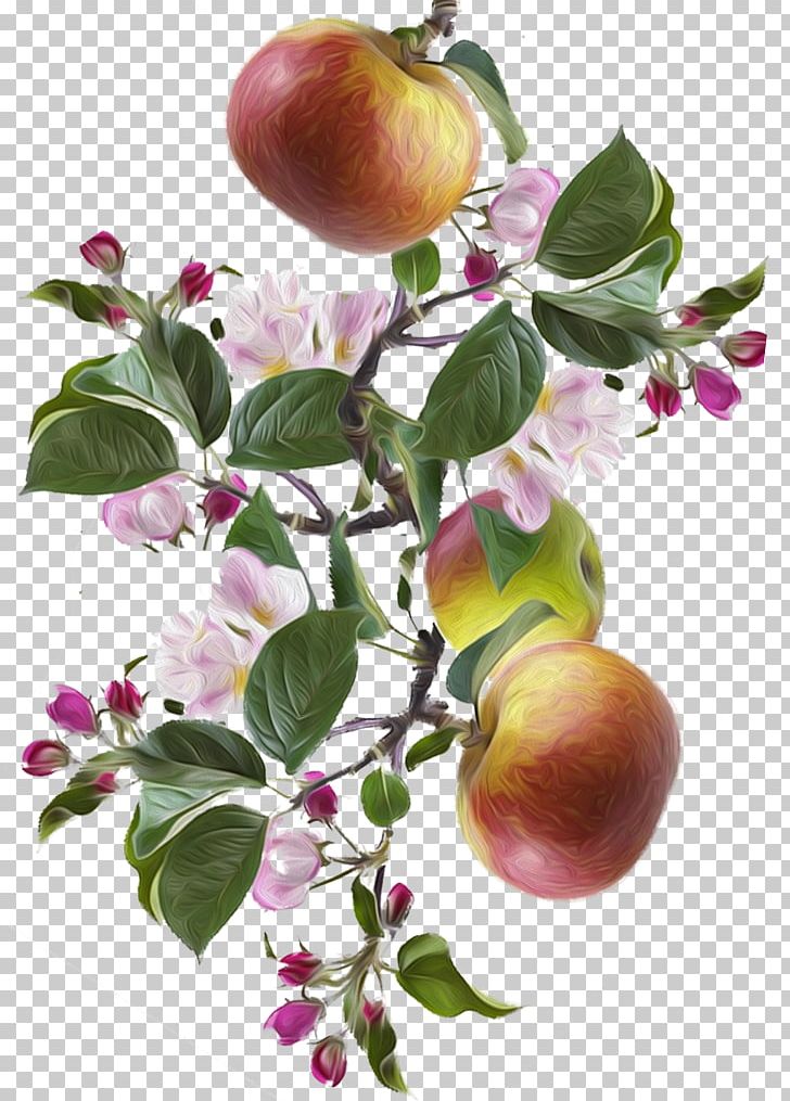 Apple Peach Food Fruit Tree PNG, Clipart, Apple, Branch, Branching, Food, Fruit Free PNG Download