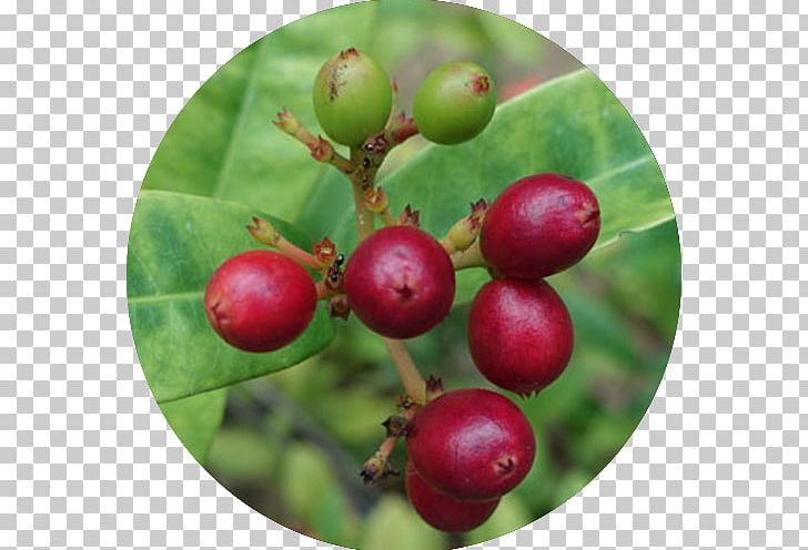 Cell Toxin Poison Gooseberry Detoxification PNG, Clipart, Accessory Fruit, Aquifoliaceae, Aquifoliales, Avgiftning, Berry Free PNG Download