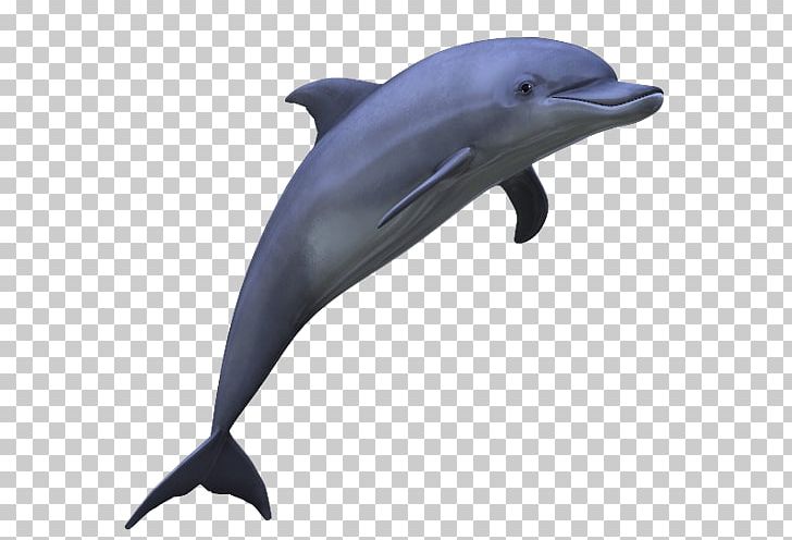 Common Bottlenose Dolphin Tucuxi PNG, Clipart, Animals, Bottlenose Dolphin, Cetacea, Dolphin, Fauna Free PNG Download