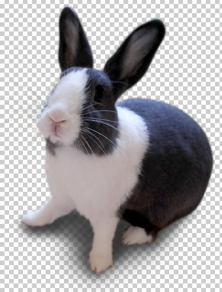 Domestic Rabbit Pet Cat Animal PNG, Clipart, Animal, Animals, Blog, Cat, Child Free PNG Download