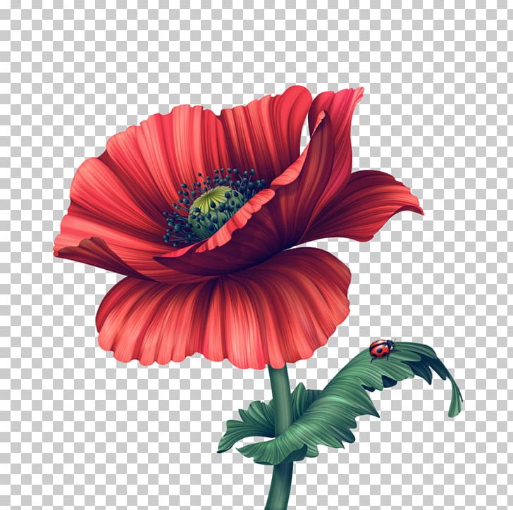 Ladybird Poppy Flower Common Poppy PNG, Clipart, Anemone, Annual Plant, Birdandflower Painting, Coquelicot, Cut Flowers Free PNG Download