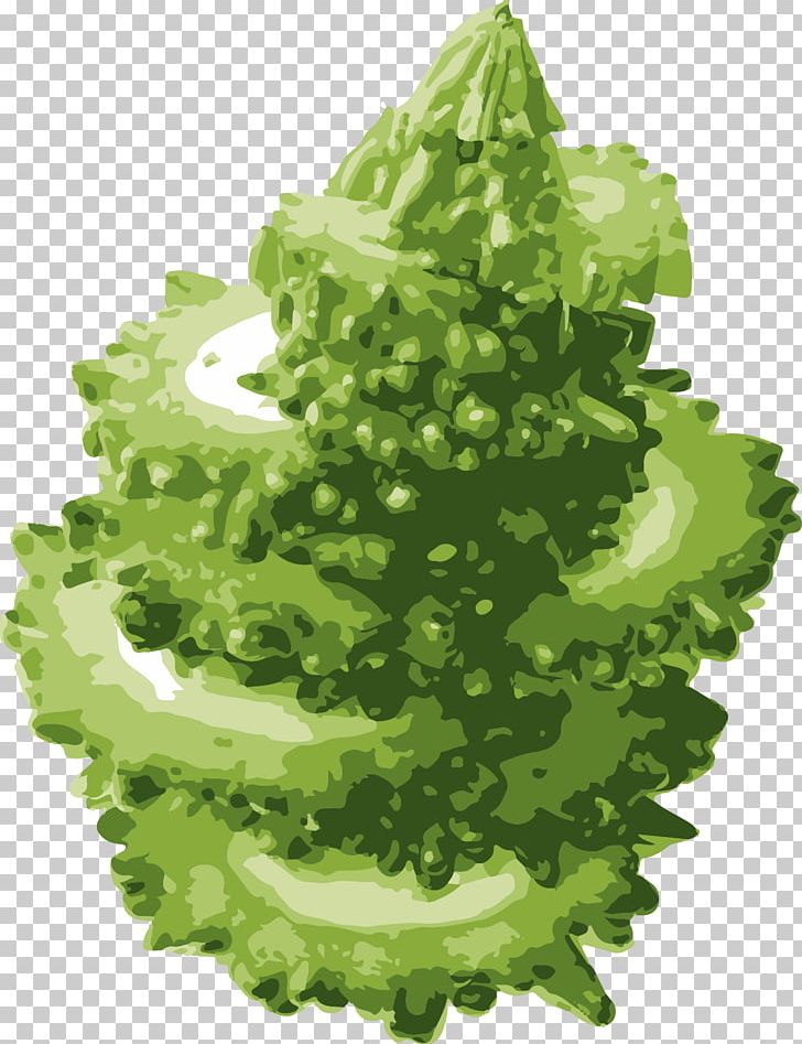 Lettuce Bitter Melon Vegetable Hami Melon PNG, Clipart, Balsam Pear, Bitter, Bitter , Bitter Melon, Cucurbitaceae Free PNG Download