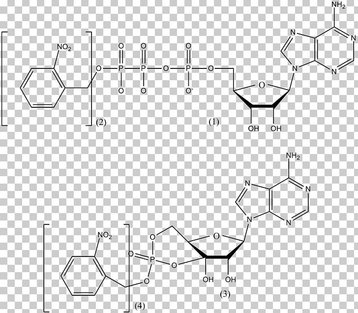 Nicotinamide Adenine Dinucleotide Phosphate Photostimulation Glutamic Acid Adenosine Triphosphate Cell PNG, Clipart, Adenosine Triphosphate, Angle, Campsite, Cell, Methionine Free PNG Download