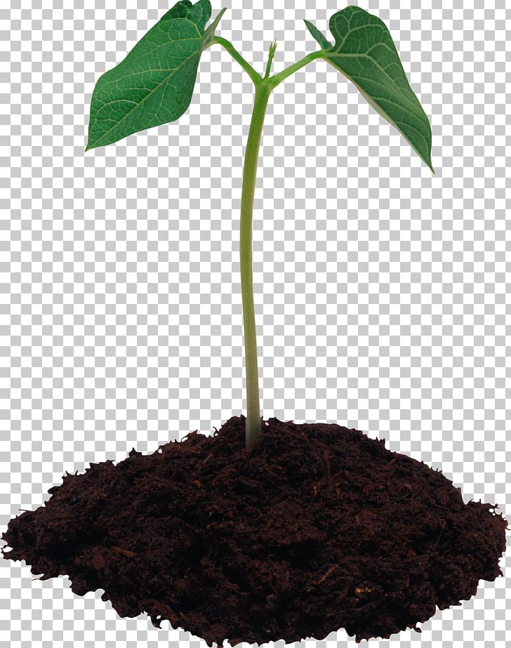Potting Soil Concimazione Fertilisers Leaf PNG, Clipart, Agriculture, Blog, Compost, Concimazione, Dirt Free PNG Download