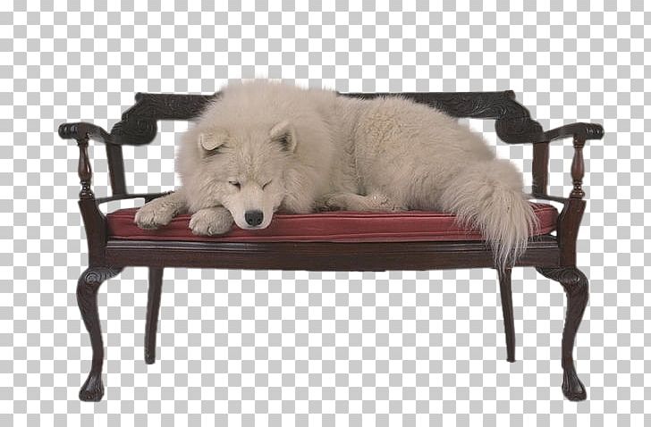 Samoyed Dog Photography Fur Laika Chair PNG, Clipart, Chair, Dog, Fur, Furniture, Laika Free PNG Download